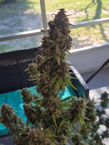 First "Auto" Grow — harvest, day 79