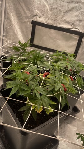 ❄️💚❄️WinterGrow❄️💚❄️ — vegetative, day 43