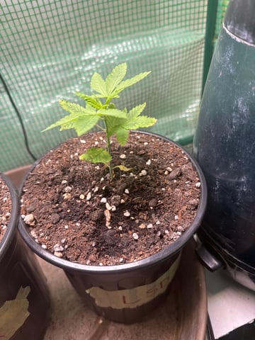 first indoor — vegetative, day 20