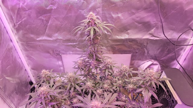 first grow adventure  — flower, day 76