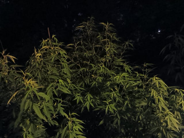 Integrity Garden 
