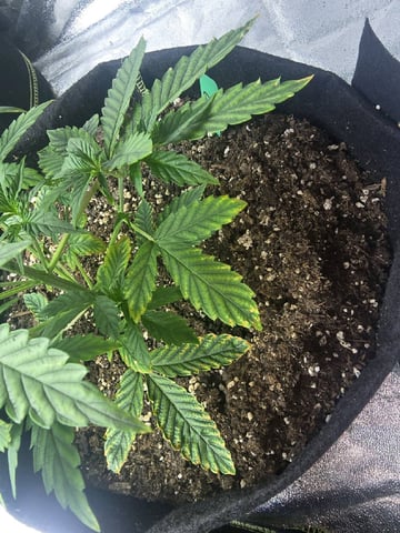 3rd Auto Grow — vegetative, day 42