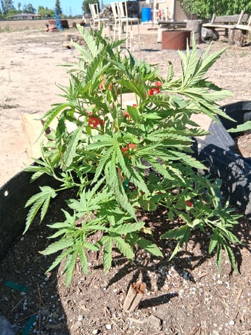 2026 Grow — vegetative, day 19