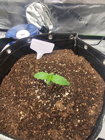 first grow — seedling_rooting, day 9