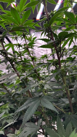 Clones Fat Bastard Clones  — flower, day 94