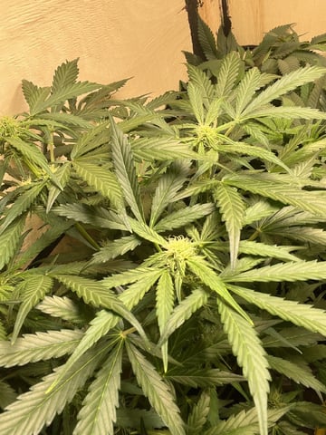 easy bud auto & nothern lights auto — flower, day 47