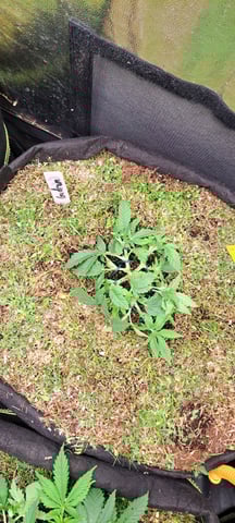 First Grow with the new setup  — vegetative, day 49