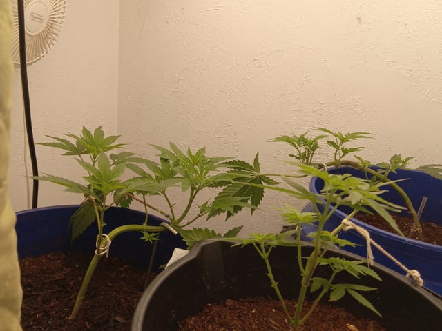 closet grow for veg with a.c infinity air intake fan .With no carbon filter just suction,and spider farmer sf 7000.Then a spider farmer sf tent 4×4×6.5with a G1500 l.e.d from spiderfarmer and spider farmer 6inch clip oscalating fan. — vegetative, day 8