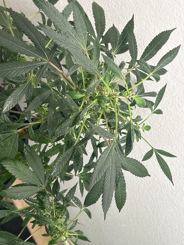 first indoor tent grow