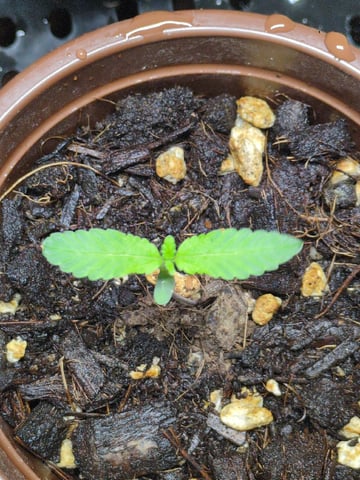Audrey III — seedling_rooting, day 6