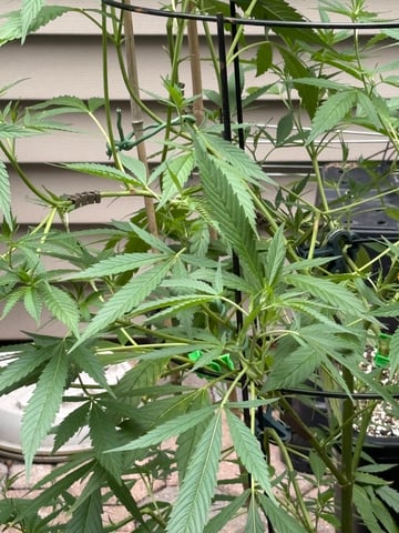 purple punch  — vegetative, day 25