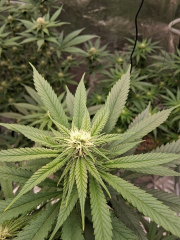 TEAM FULL AUTOS — flower, day 104