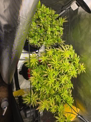 First Grow — vegetative, day 45