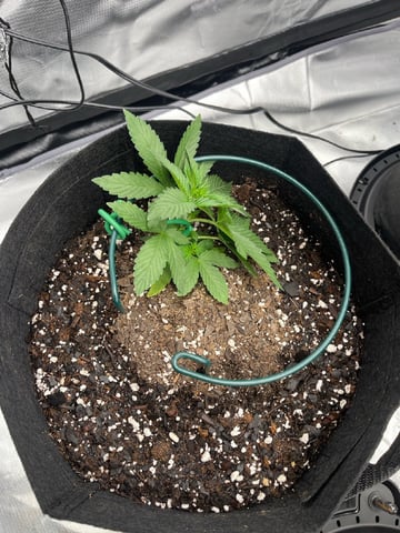 best budz — vegetative, day 2