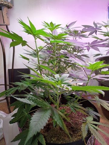 Round Deuce  — vegetative, day 56