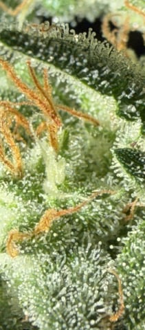 Indoor & Outdoor Grow 6 — flower, day 69