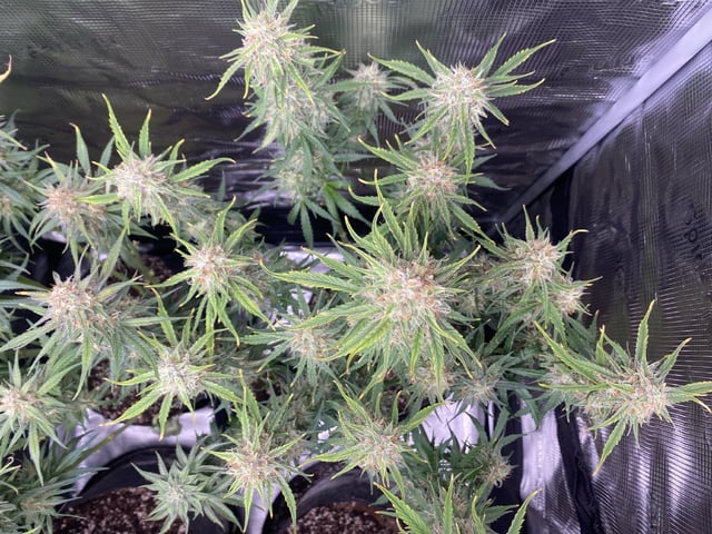 Auto Run #1 2025-2026 — flower, day 84