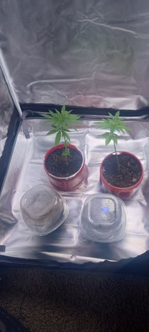 frst grow tent grow — germination, day 2