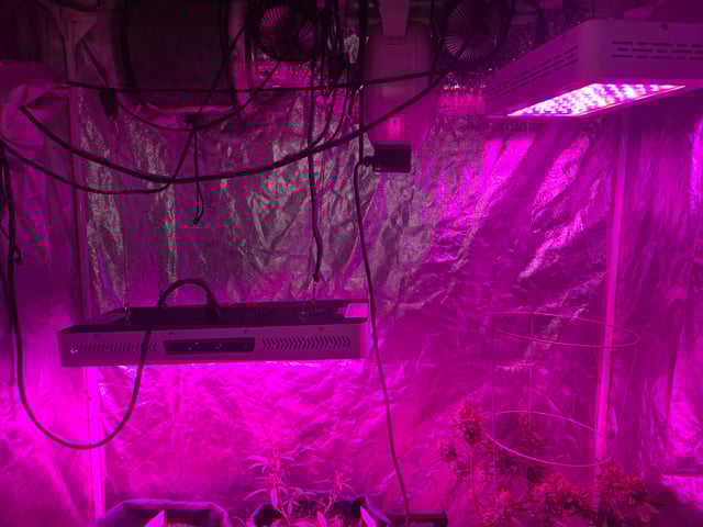 high octane x holy grail  — auto, day 36