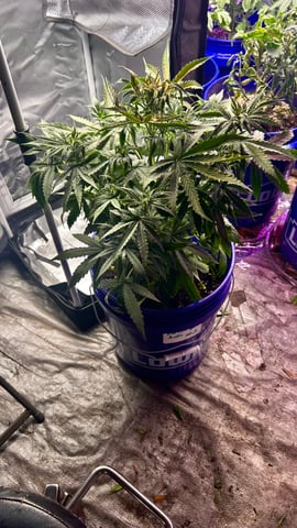 My First Grow — vegetative, day 4