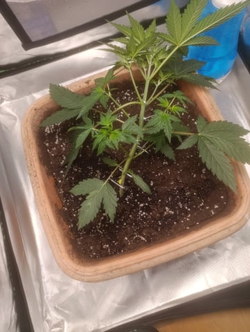 Purple Amnesia Autoflower — vegetative, day 26