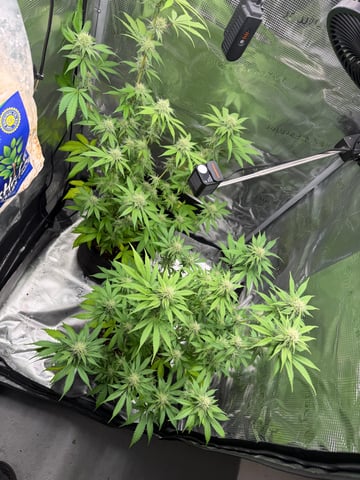  Trying to go big — flower, day 106