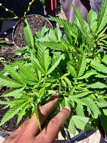 Sour Glue — flower, day 43