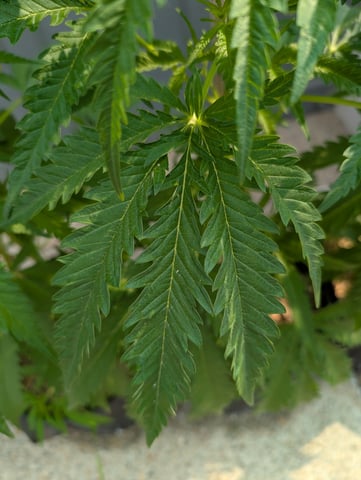 outdoor — vegetative, day 64