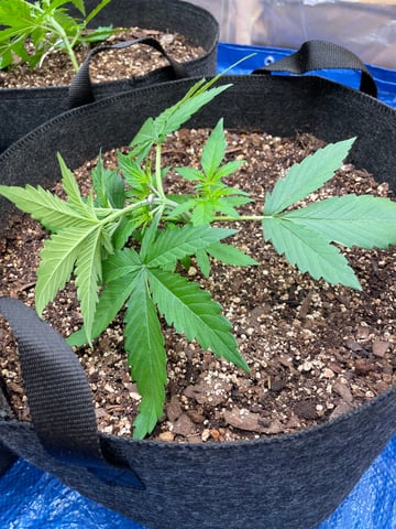 Banana Kush Auto Seed Supreme — vegetative, day 21