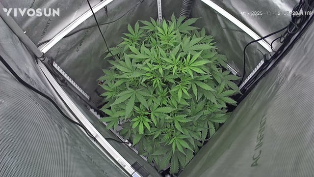gorilla cookies  — vegetative, day 18