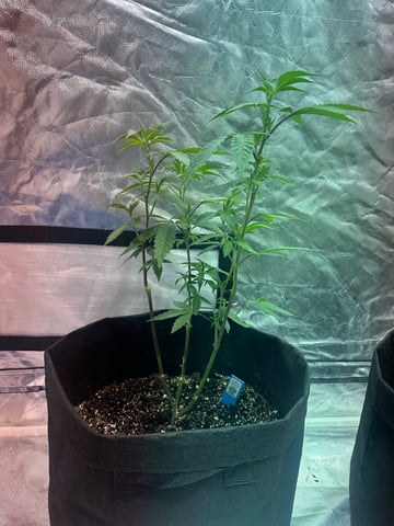Kush mintz — vegetative, day 1