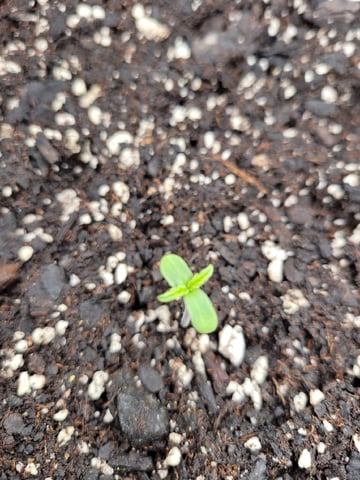 Watermelon Auto — seedling_rooting, day 1