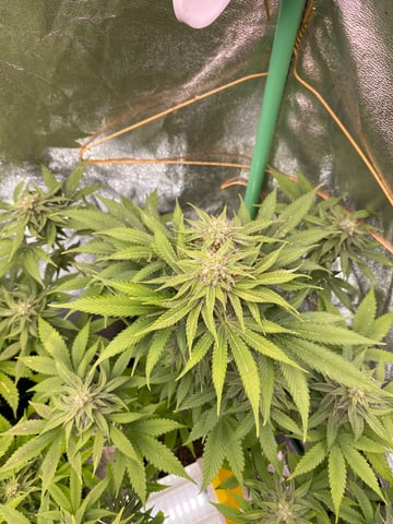 The White X Run Away Bride #3 — flower, day 78