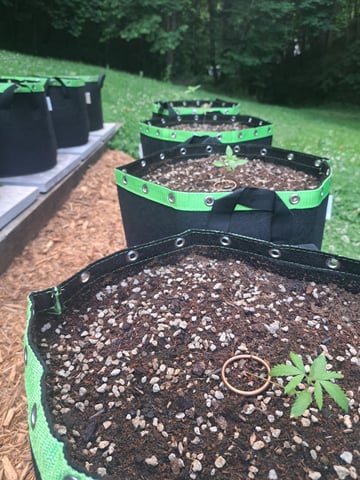 Bucket List Grow #2 — seedling_rooting, day 15