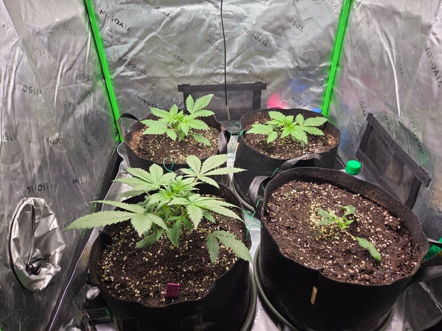 Special Kush#1 and Purple Queen Auto  — vegetative, day 20