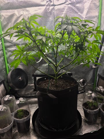 First grow — vegetative, day 46