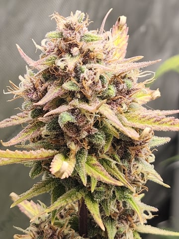 Another round of Mephisto Genetics from Schoolyard Crush and Do-si-delirium drops. — flower, day 66