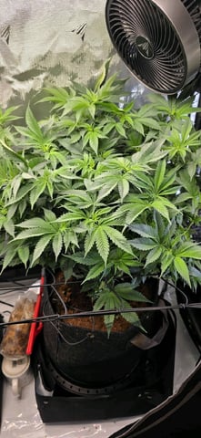 Ace Killer OG — flower, day 32