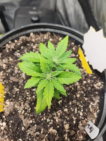 Mephisto Schoolyard Crush Grow-Pop tart OG and Apple Crush — flower, day 45