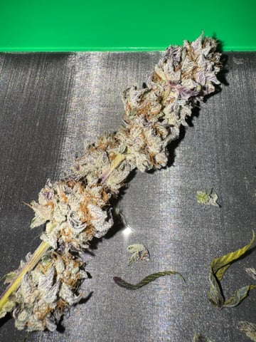 Master Kush RBX — harvest, day 193