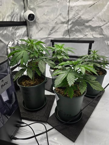 Homegrown - 🍒 🥧 & GSC Auto, 🚀 Seeds 🍌 Buttercups  — vegetative, day 28