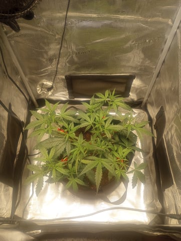 ethos — flower, day 10