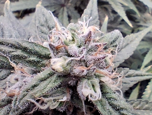 Round 2 — flower, day 60