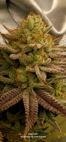 Guava Mints — flower, day 40