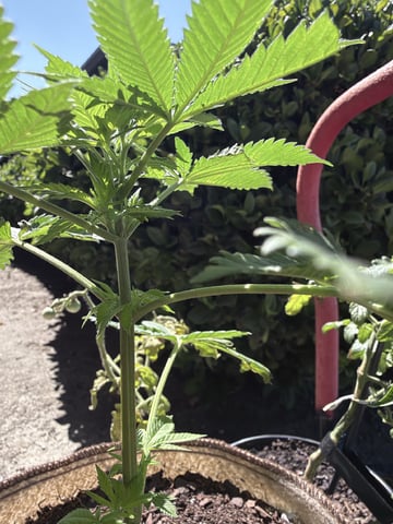Sour Glue — flower, day 15