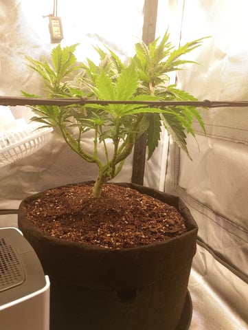 Wizard Punch first grow  — flower, day 62