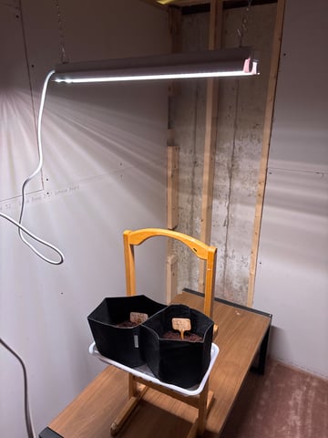 Round 1 — germination, day 2