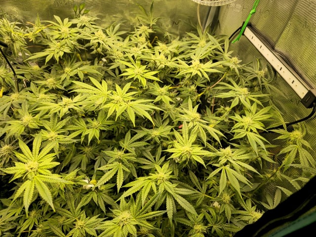 Crushberry Sugar and Khumbu Ice Fall  — flower, day 79