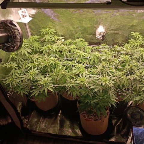 TentPlantLightFan — flower, day 87