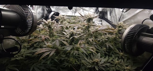 Found my Females... Game On! — flower, day 182